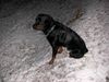 Rottweiler Foto: Tyson im Schnee (ID 11394) Rottweiler Hund