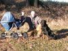 Rottweiler Foto: Tyson beim Spaziergang (ID 11395) Rottweiler Hund