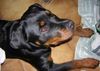 Rottweiler Foto: Die Famielie (ID 17765) Rottweiler Hund