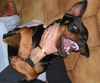 Rottweiler Foto: Das sind BEISSERCHEN (ID 17834) Rottweiler Hund