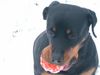 Rottweiler Foto: nochmal ginia (ID 10980) Rottweiler Hund