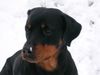 Rottweiler Foto (ID 10949) Rottweiler Hund