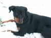 Rottweiler Foto: ginia (ID 10982) Rottweiler Hund