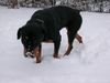Rottweiler Foto: nochmal ginia (ID 10981) Rottweiler Hund