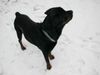 Rottweiler Foto: Tyson (ID 11398) Rottweiler Hund