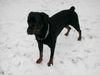 Rottweiler Foto: Tyson (ID 11400) Rottweiler Hund