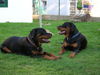 Rottweiler Foto: Alissa und Alice vom Braunauer Wappen (ID 35069) Rottweiler Hund