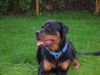 Rottweiler Foto: Alice vom Braunauer Wappen - 1 Jahr (ID 35071) Rottweiler Hund