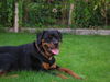 Rottweiler Foto: Alissa (Ronja) vom Braunauer Wappen - 1 Jahr (ID 35070) Rottweiler Hund