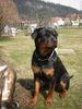 Rottweiler Hund