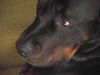 Rottweiler Foto: unschuldslamm (ID 29766) Rottweiler Hund
