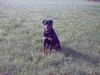 Rottweiler Foto: Dana (ID 13363) Rottweiler Hund