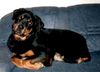Rottweiler Foto: Dana auf dem Sofa (ID 13398) Rottweiler Hund