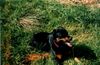 Rottweiler Foto: Dana im Gras mit Klappohr (ID 13364) Rottweiler Hund