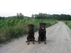 Rottweiler Foto: Daris & Fella vom Nagelschen Freihof (ID 1778) Rottweiler Hund