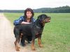 Rottweiler Hund