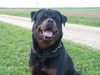 Rottweiler Foto: Daris vom Nagelschen Freihof (ID 1776) Rottweiler Hund