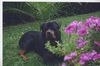 Rottweiler Hund