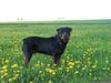 Rottweiler Foto: Daris vom Nagelschen Freihof (ID 1777) Rottweiler Hund