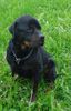 Rottweiler Foto: Dave vom schwarzen Riesen (ID 11456) Rottweiler Hund