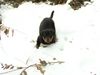 Rottweiler Hund
