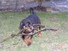 Rottweiler Hund