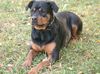 Rottweiler Foto: Rotti-DONNA (ID 8019) Rottweiler Hund