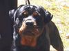 Rottweiler Foto: Enrico de Cazar Rotts, Kopf (ID 10658) Rottweiler Hund