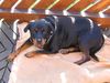 Rottweiler Foto (ID 11584) Rottweiler Hund