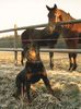 Rottweiler Hund