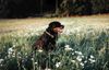 Rottweiler Foto: Falk (ID 10256) Rottweiler Hund