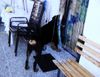 Rottweiler Foto: Mr. Neugierig (ID 10258) Rottweiler Hund