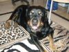 Rottweiler Foto: Falk (ID 10262) Rottweiler Hund