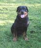 Rottweiler Foto: Falk, 10 Jahre alt (ID 10260) Rottweiler Hund