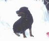Rottweiler Foto: Falk (ID 10261) Rottweiler Hund