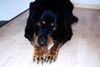 Rottweiler Foto: Falk & sein Schaf (ID 10259) Rottweiler Hund