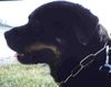 Rottweiler Foto: Falk am See (ID 10257) Rottweiler Hund
