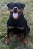 Rottweiler Foto: Zuchthündin Geisha (ID 18235) Rottweiler Hund