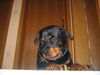 Rottweiler Hund