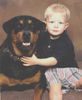 Rottweiler Foto (ID 18018) Rottweiler Hund
