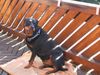 Rottweiler Foto: esta von der werther stadt (ID 11585) Rottweiler Hund