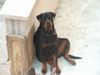 Rottweiler Hund