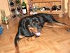 Rottweiler Foto (ID 29338) Rottweiler Hund