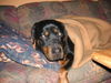 Rottweiler Foto (ID 29340) Rottweiler Hund