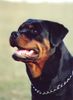 Rottweiler Hund