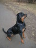 Rottweiler Foto: Thaisen (ID 29219) Rottweiler Hund