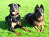 Rottweiler Foto: Ich Thaisen und meine Freundin Chicca ZH (ID 28812) Rottweiler Hund