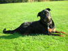 Rottweiler Foto: Naa?? Bin Ich nicht schöhn?! (ID 28813) Rottweiler Hund