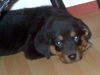 Rottweiler Foto: Seytan 8 wochen alt isser nicht knuffig? (ID 35255) Rottweiler Hund