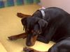 Rottweiler Hund